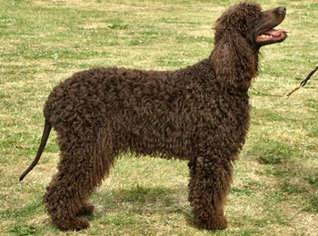 Introduction to the Irish Water Spaniel